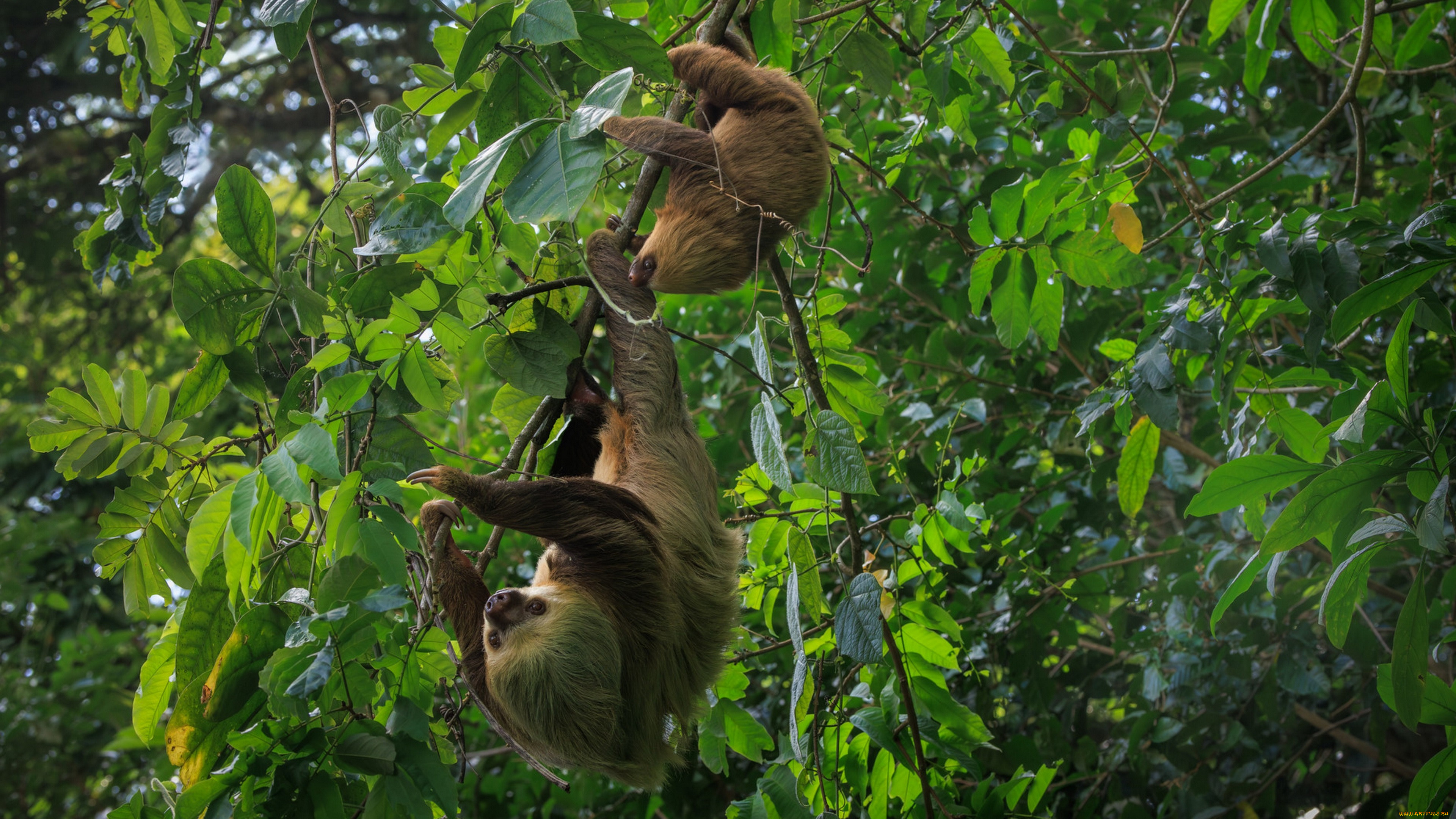 ��������, �������, �������